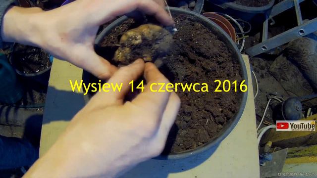 👀🌱Odc.568-Amorphophallus titanum,dziwidło.Jak podrosła bulwa i czy ma już bulwy,ogólna uprawa. смотреть онлайн