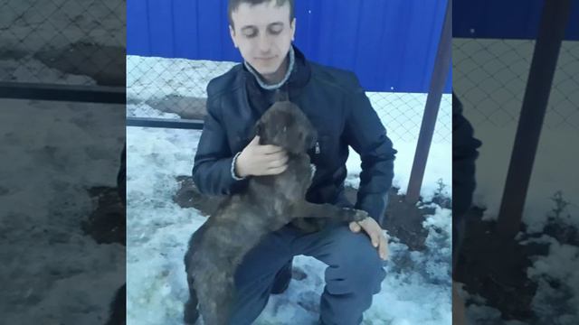 Братишка смотреть онлайн