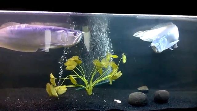 Арована серебряная (лат.Osteoglossum bicirrhosum) смотреть онлайн