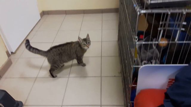 Спасённая кошка Катя - 