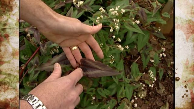 Red Dragon Persicaria