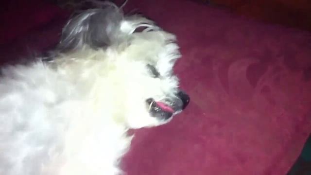 Watch your Move with m'Eyepet смотреть онлайн