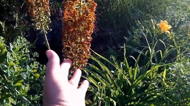 Эремурусы после цветения. смотреть онлайн