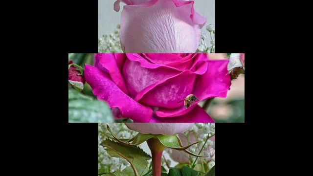 Beautiful Rose Flower Photography/Beautiful Rose Flower Photos....#2 смотреть онлайн