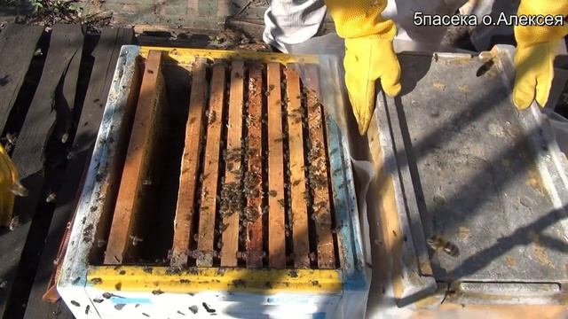Вывод маток из свищевых маточников. часть 1. смотреть онлайн