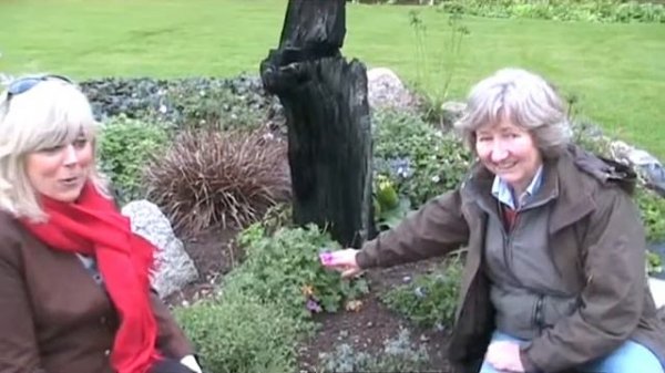 Geranium cinereum Ballerina