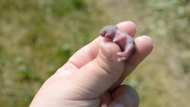 детёныш крота , несколько дней от роду. смотреть онлайн