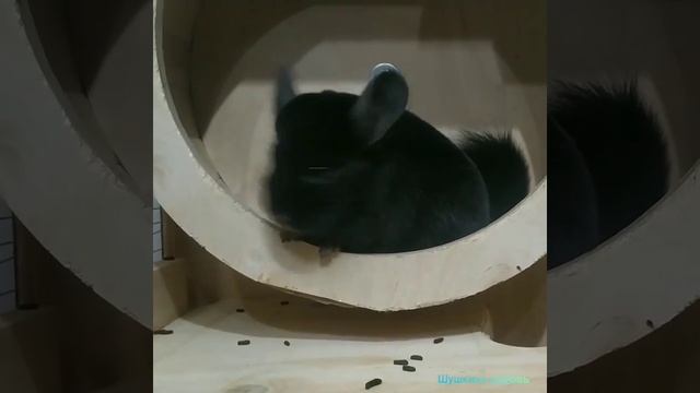 Колесо в жизни шиншиллы. На видео Оливка. смотреть онлайн