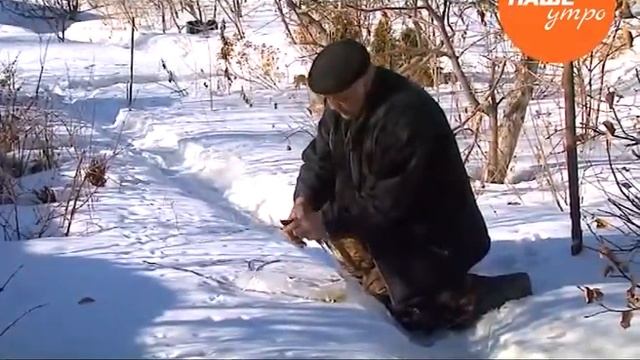 Как сохранить черенки до прививки смотреть онлайн