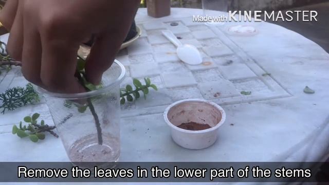 Propagating Elephant Bush or Portulacaria Afra❤️ SELF LOVE MOMMY смотреть онлайн
