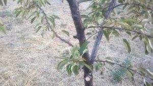Сохнут листья на вишне и сливе, Монилиоз или монилиальный  ожог