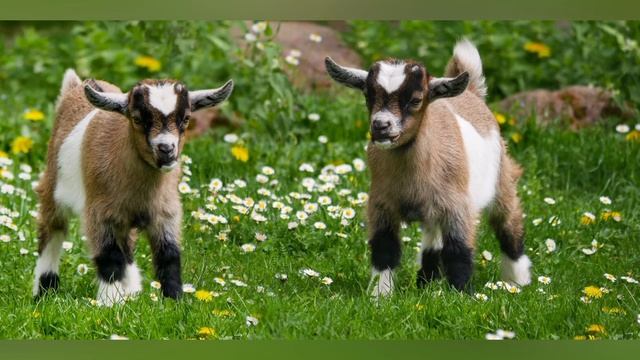 Сказка - Волк и семеро козлят смотреть онлайн