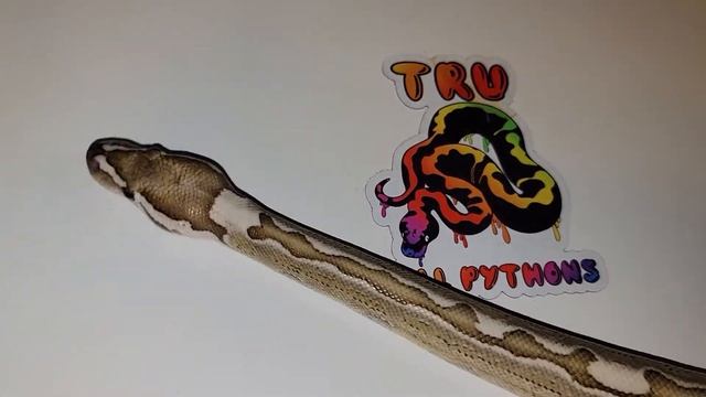 Bamboo Ball Python смотреть онлайн