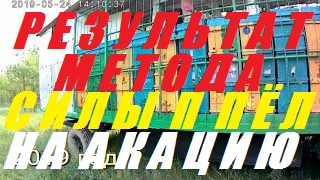 Результат метода наращивания пчелиных семей к взятку мёда Белой акации. смотреть онлайн