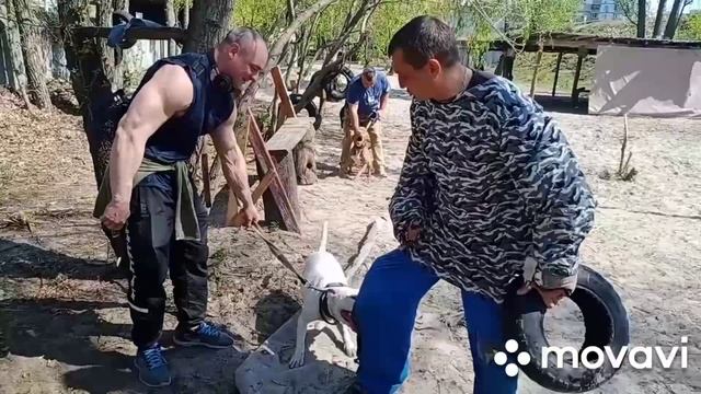 "Арес"школа охранных собак( рабочие будни) Данила Должиков и Дмитрий Петровскиц смотреть онлайн