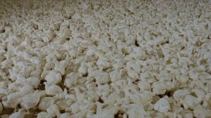 Самсара (документальный фильм, 2011)