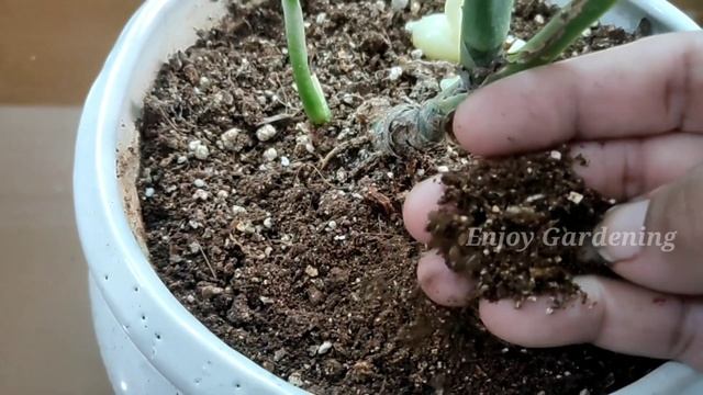 Aglaonema red valentine care | pink aglaonema | Aglaonema variety | Aglaonema pink | Red Aglaonema смотреть онлайн