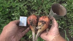 Озимый семейный лук шалот (сорокозубка). Урожай 2023.