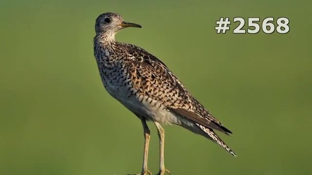 #2568. Вальдшнепы, кроншнепы и бекасы (В мире животных)