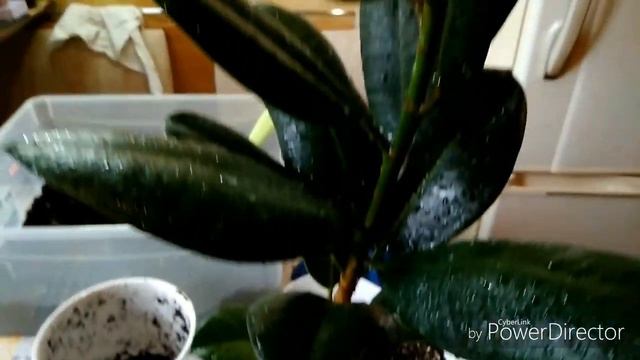 Пересаживаю фикус, как составляю грунт для своих растений смотреть онлайн