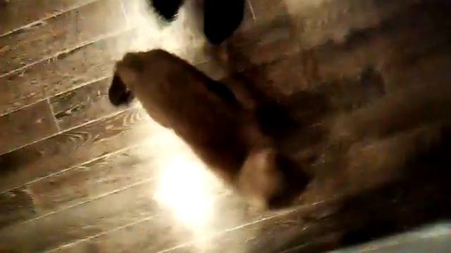 Голодный кот смотреть онлайн