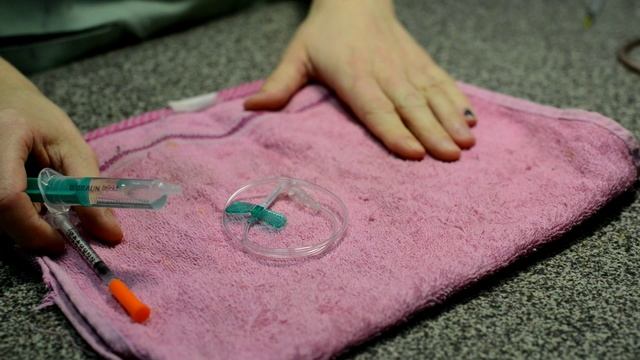 Укол крысе через катетер-бабочку смотреть онлайн