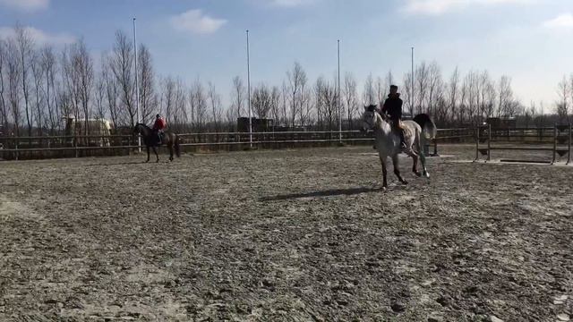 Ulrich Von Latour (Diamant x Cassini I x Sir Shostacovich xx x Landgraf I ) смотреть онлайн