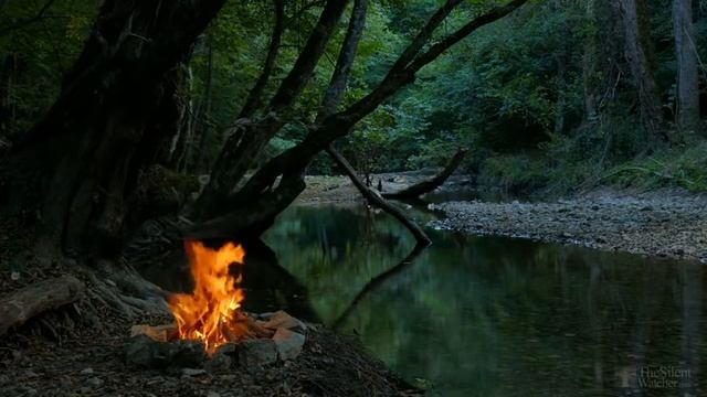 Сельдерей листовой выращивание из семян