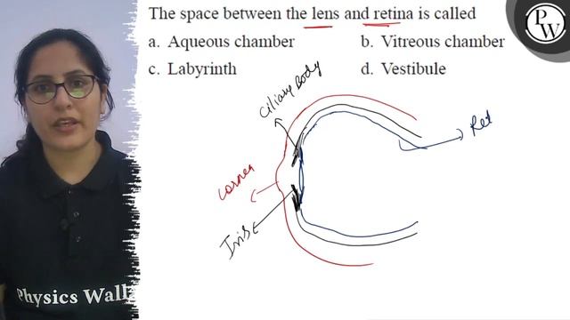 The space between the lens and retina is called
a. Aqueous chamber
b. Vitreous chamber
c. Labyrin.. смотреть онлайн