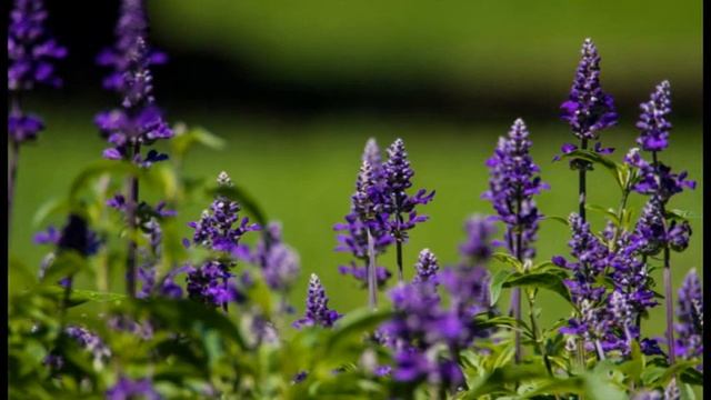 Шалфей лекарственный