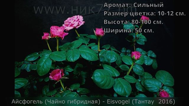 Розы селекции Тантау 12 сортов. Интервальная съёмка роспуска цветов смотреть онлайн