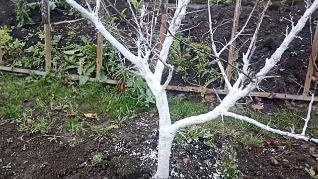 Чистка и покраска садовых деревьев. Часть 2 смотреть онлайн