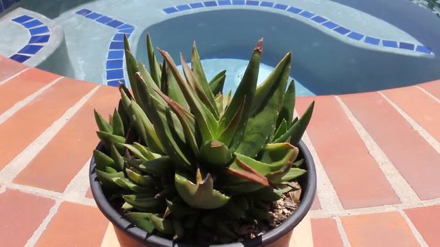 Aloe X 'Walmsley's Bronze Variegata' смотреть онлайн