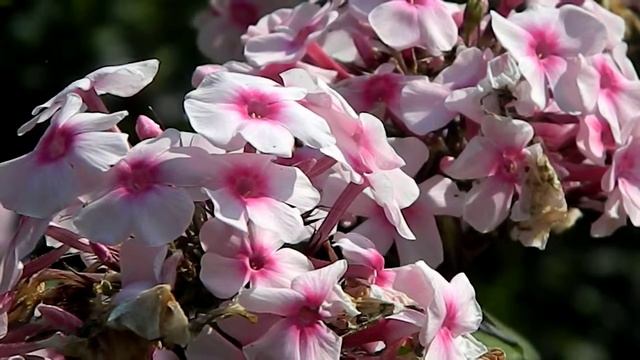 Phlox Paniculata 'Bright Eyes'