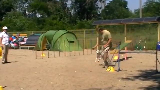 Далматин из Питера Аджилити1 место смотреть онлайн