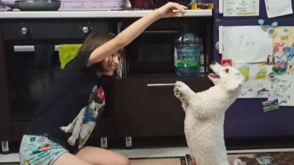 Бишон фризе (французская болонка) – миниатюрный плюшевый «антидепрессант» и обаятельный шалун,.