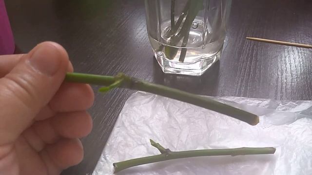 Как прорастить деток на срезанных цветоносах Орхидей ( ответы на вопросы) смотреть онлайн