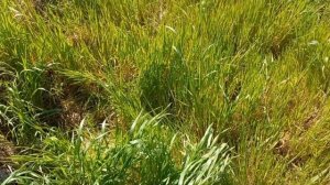 Поймали БОЛЬШУЮ прыткую РУКАМИ / Ловля ящериц