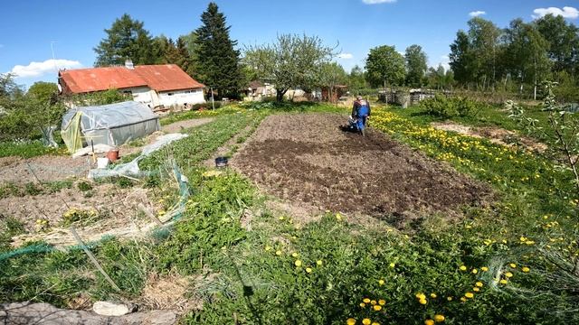 Культивация мотоблоком НЕВА-МБ2 продолжается.Жена любит на второй.Сошник. смотреть онлайн
