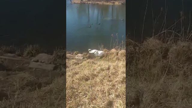 Лебеди музей заповедник Гатчина смотреть онлайн