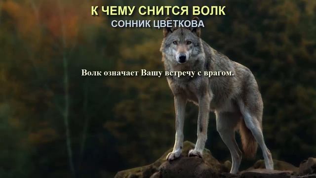 К чему снится волк. Сонник Цветкова. Толкование снов. смотреть онлайн