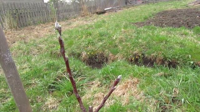 В ОГОРОД ПРИШЛА ЛИСА - Посадки в 2021 году /62 смотреть онлайн