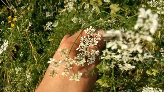 Кориандр или Кинза смотреть онлайн