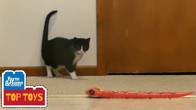 Top Toys Review: Zuru Robo Alive Snake смотреть онлайн