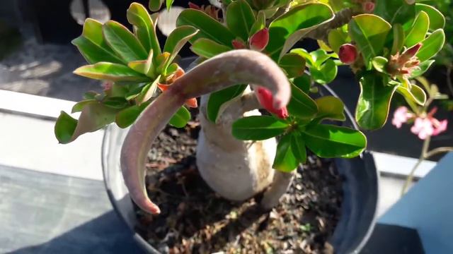 ADENIUM COMPACTA - Rosa do Deserto смотреть онлайн