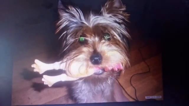 Песня про йорков