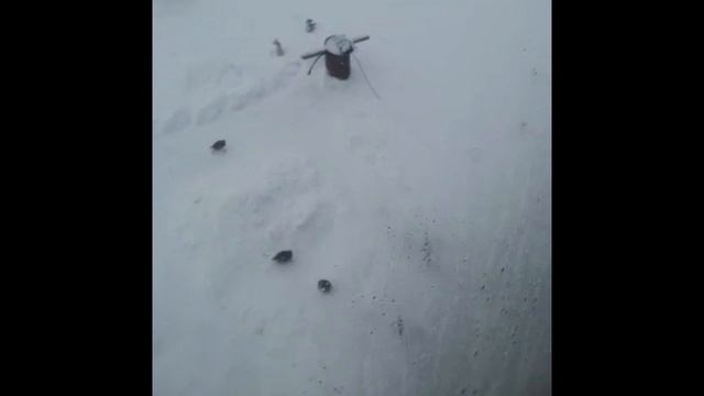 Куропатки На Дачном Участке смотреть онлайн