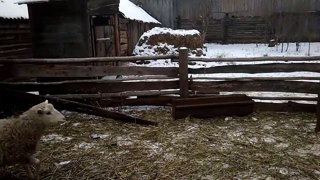 О ПАСЕКЕ. О ВИТАМИНАХ ДЛЯ ОВЕЦ. О ЗЕМЛЕ | ЖИЗНЬ В ДЕРЕВНЕ смотреть онлайн