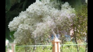 Валерий Залкин - Одинокая ветка сирени.