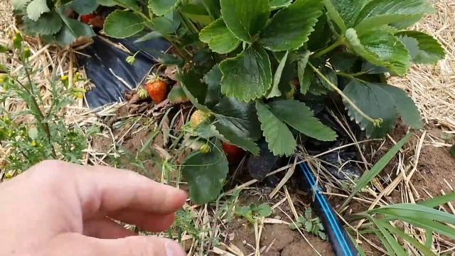 Каким способом в Германии фермеры сажают Клубнику смотреть онлайн